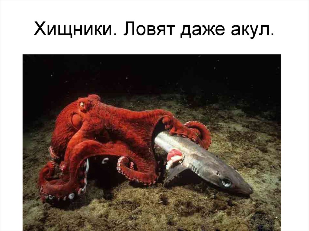 Головоногие моллюски морепродукты