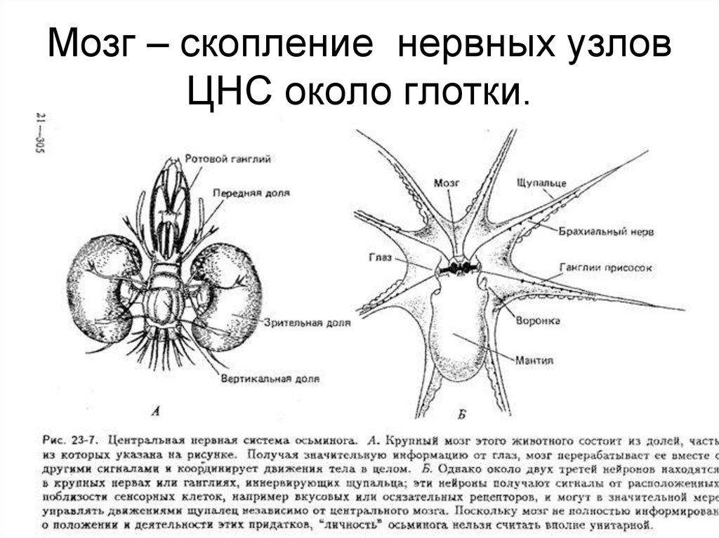 Нервные узлы и нейрон. Нервная система головоногих. Анатомия нервной системы осьминога. Строение головного мозга осьминога. Нервная система осьсиног.