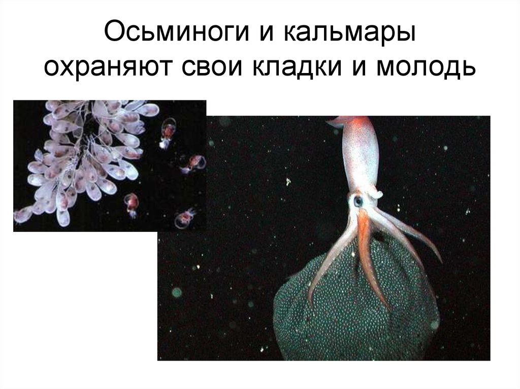 Как размножается кальмар фото