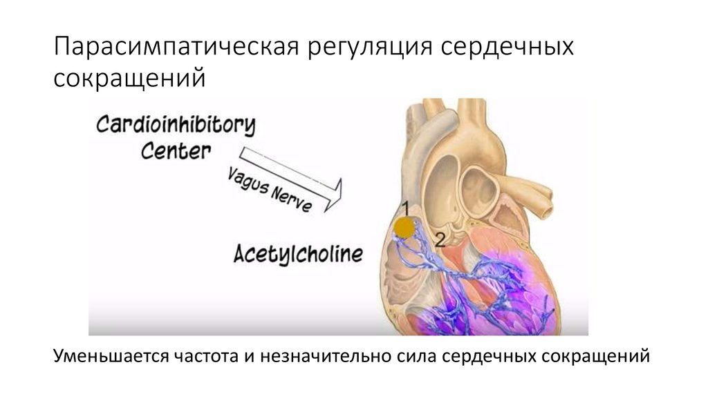 Парасимпатическая регуляция сердечных сокращений