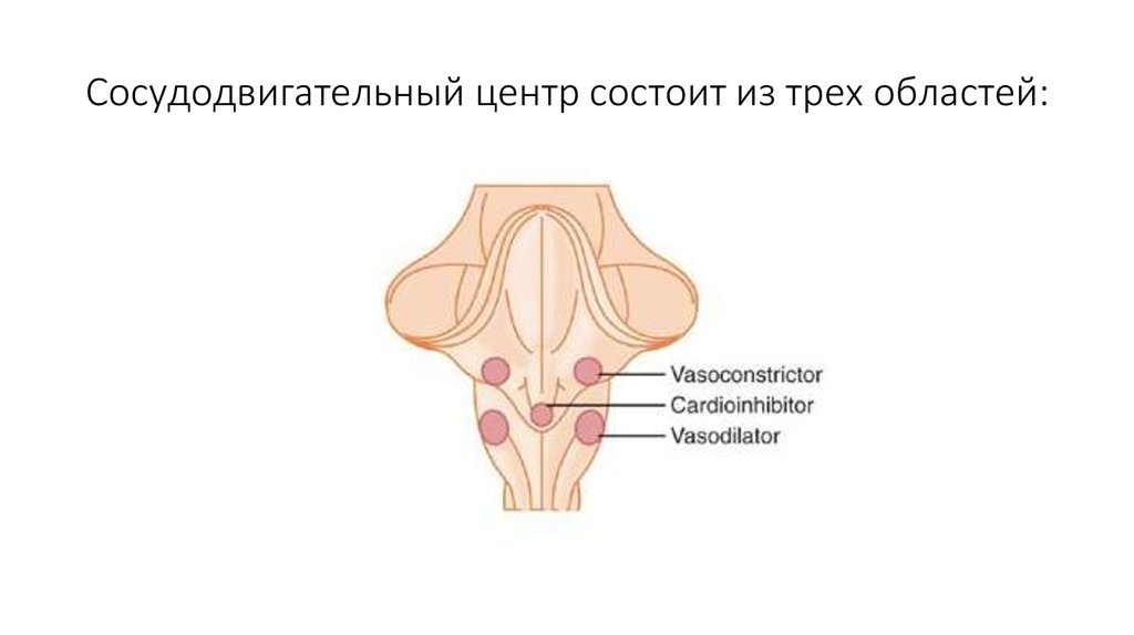 Сосудодвигательный центр состоит из трех областей: