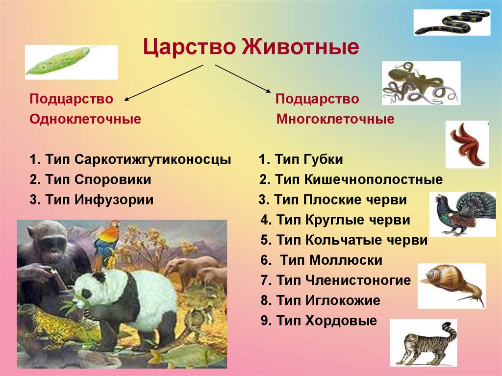 Задание 6 царство животных 1 составьте схему по следующему описанию