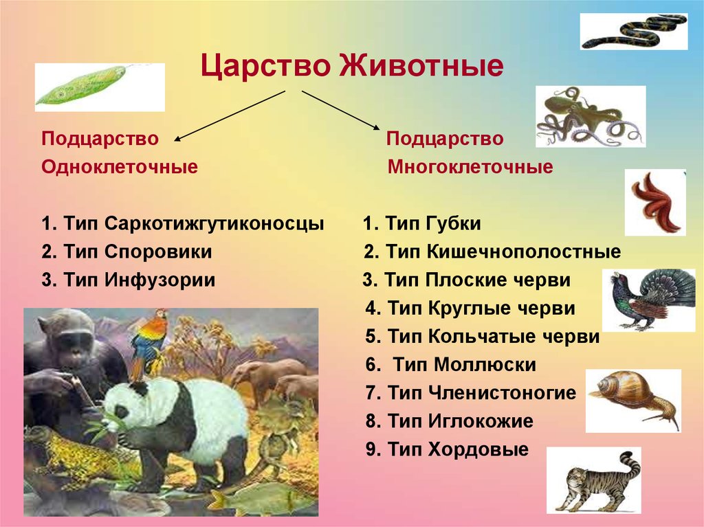 Презентация по миру животных