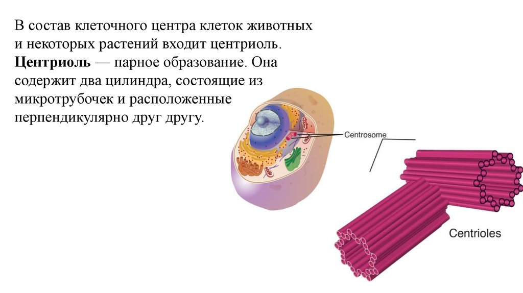 Клеточный центр рисунок