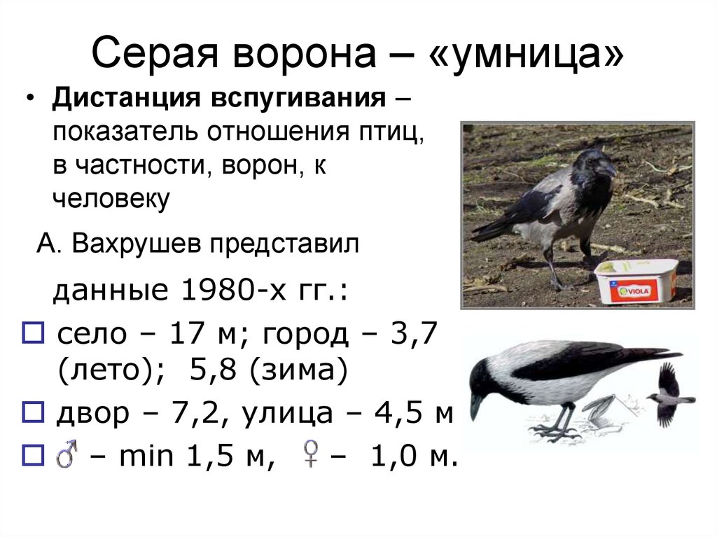 Сколько лет ворону. Серая ворона. Размеры вороны серой. Вес вороны. Высота ворона.