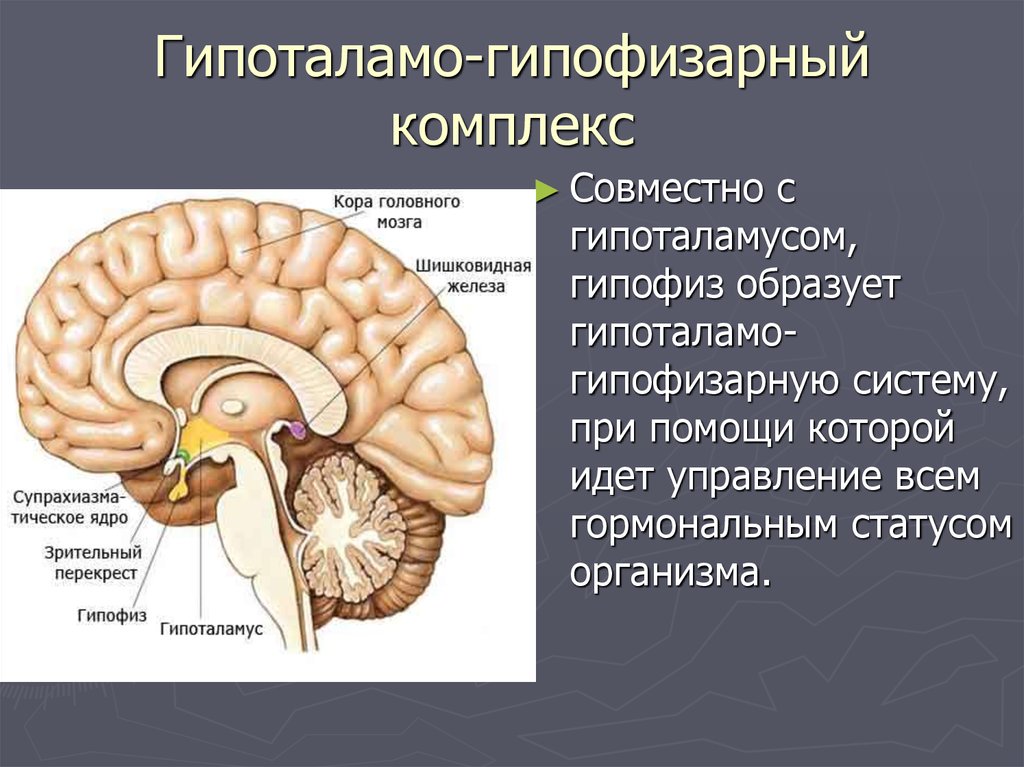 Какой гормон головной мозг. Гипоталамо-гипофизарный комплекс. Гипоталамо-гипофизарная система функции. 1.1. Гипоталамо-гипофизарная система. Регуляция гипоталамо-гипофизарной системы.