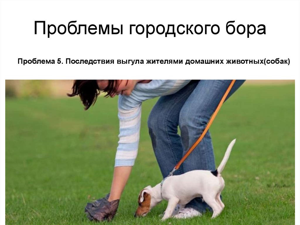 Проблемы городского бора