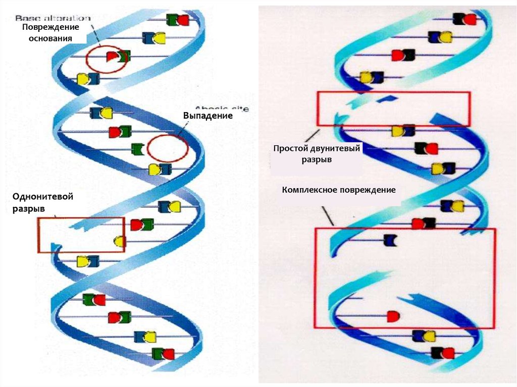Разрыв цепи днк. Двунитевые разрывы ДНК. Однонитевые разрывы ДНК. Повреждение ДНК радиацией. Одноцепочечный разрыв ДНК.