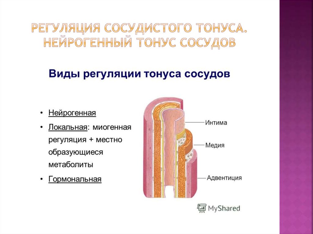 Тонус сосудов. Механизмы регуляции базального тонуса сосудов. Нейрогенные механизмы регуляции тонуса сосудов. Нейрогенный компоненты сосудистого тонуса. Местная регуляция сосудистого тонуса.