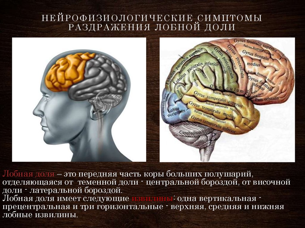 Развитие лобной доли мозга. Височные и лобные доли мозга. Поражение коры височной доли.