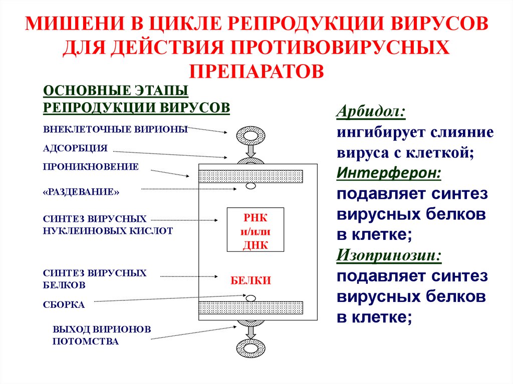 Механизм действия противовирусных препаратов при вич инфекции схема