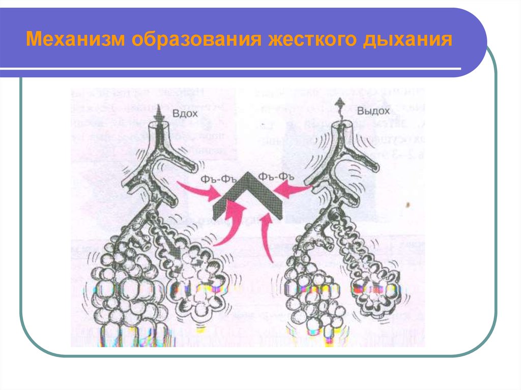 На рисунке схематично изображен механизм дыхания человека какое общее свойство живых систем