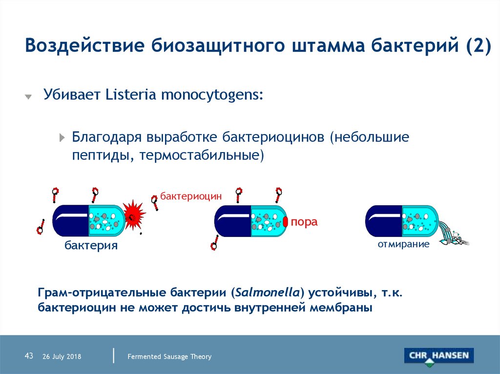 Этапы получения штаммов бактерий