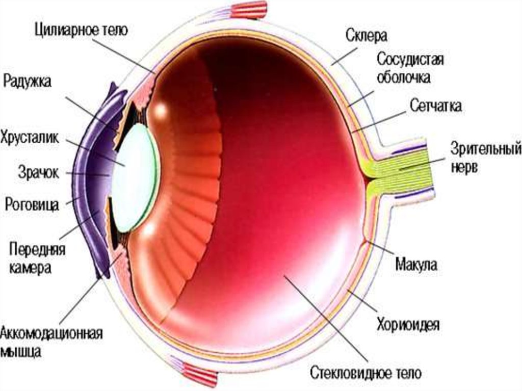 Сетчатка а в 2 3. Структура сетчатки глазного яблока. Строение роговицы глаза. Склера роговица сосудистая оболочка. Роговица и склера анатомия.
