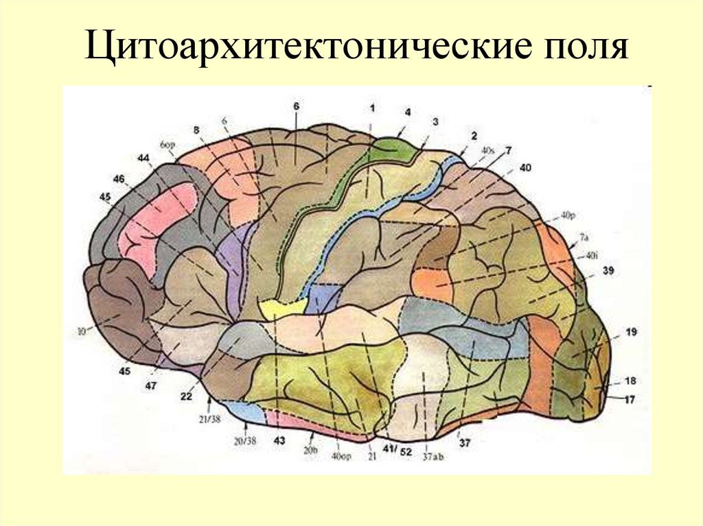 Третичные поля мозга. Карта полей Бродмана строение коры. Карта цитоархитектонических полей мозга человека. Поля коры головного мозга по Бродману. Карта полей коры больших полушарий по Бродману.