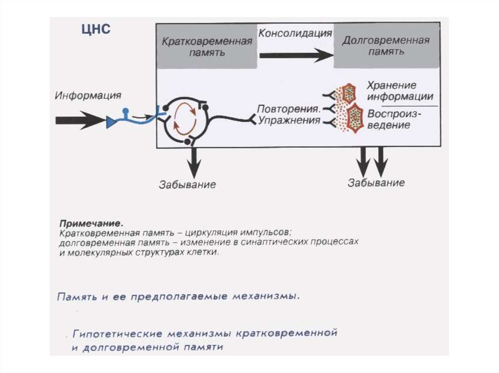 Механизмы памяти физиология презентация