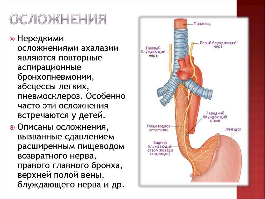 Рисунок трахеи и пищевода