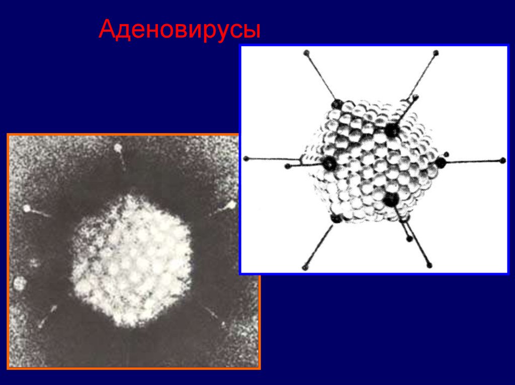 Аденовирус гриппа. Аденовирус строение. Аденовирус род. Аденовирусы микробиология. Структура аденовируса.