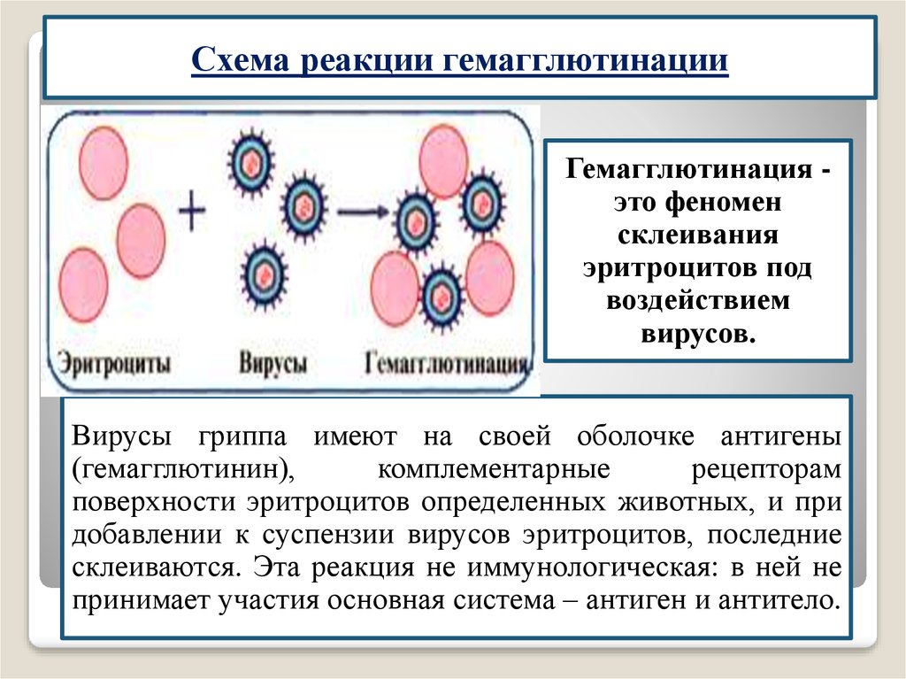 Гемагглютинация это