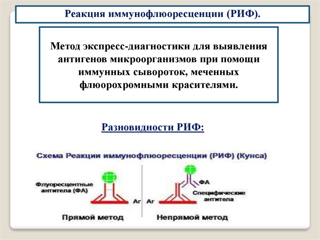 Реакция иммунофлюоресценции презентация