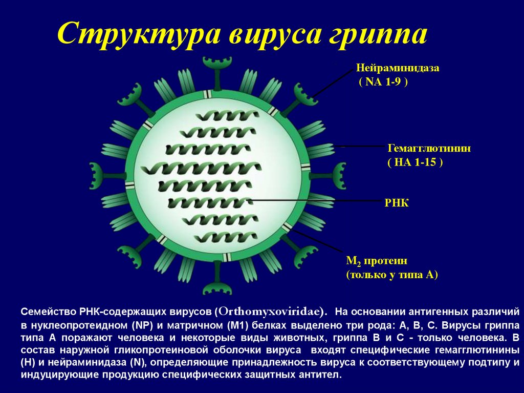 Ортомиксовирусы микробиология презентация