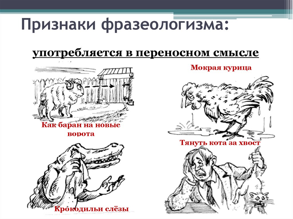 Значение слова рисунок. Фразеологизм. Фразеологизмы примеры. Фразеологизмы в переносном смысле. Мокрая курица фразеологизм.