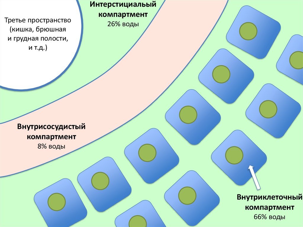 Третье пространство. Жидкостные КОМПАРТМЕНТЫ. Водные КОМПАРТМЕНТЫ организма. Жидкостные пространства организма. Компартмент организма это.