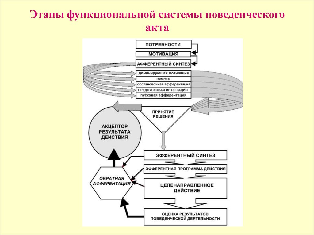 Теория актов. Функциональная схема поведенческого акта. Схема функциональной системы поведенческого акта. Фазы индивидуального поведенческого акта. Поведенческий акт и стадия поведенческого акта.