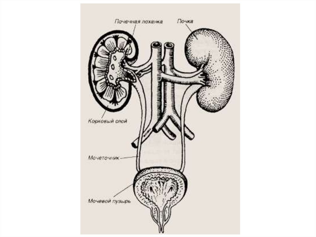 Выделительная система рисунок. Строение выделительной системы человека схема. Схема строения органов мочеотделения животных. Органы выделительной системы схема. Органы мочевыделительной системы схема.
