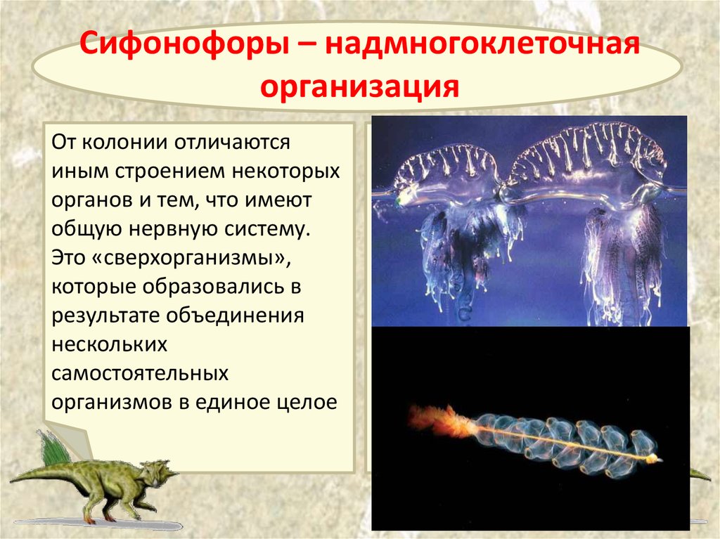 Чем отличаются колонии. Колониальные сифонофоры. Пневматофоры сифонофор. Сифонофоры строение. Сифонофора презентация.