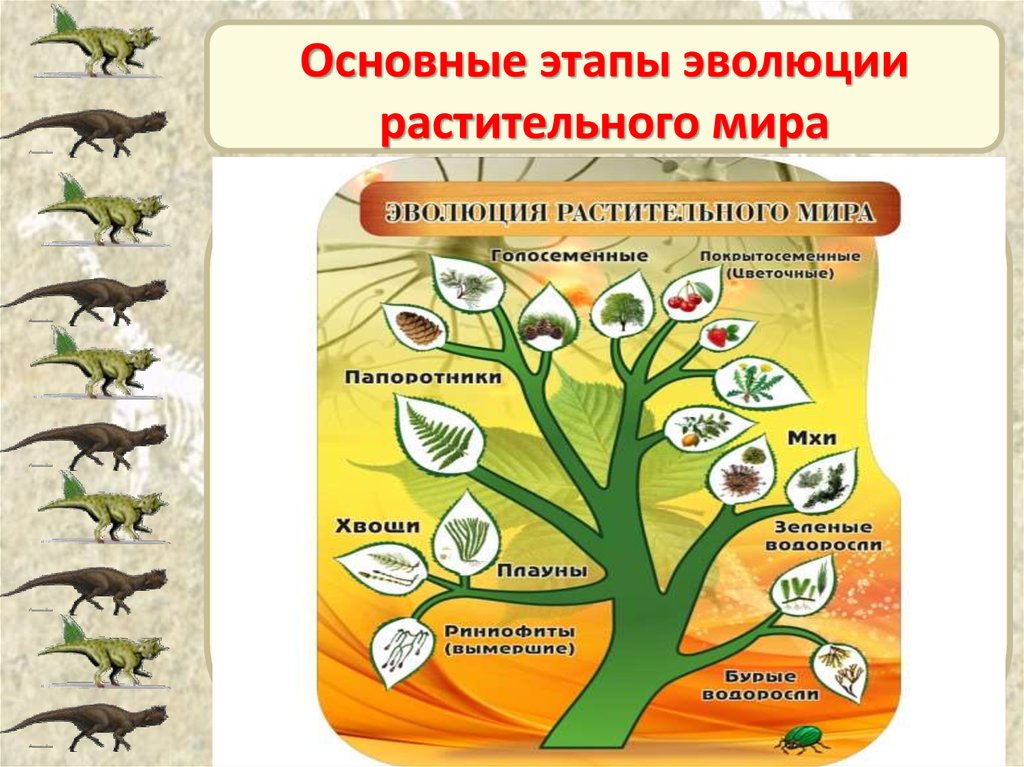 Этапы развития живого организма. Эволюционное Древо растений биология 7 класс. Этапы эволюционного развития растений биология 7 класс.