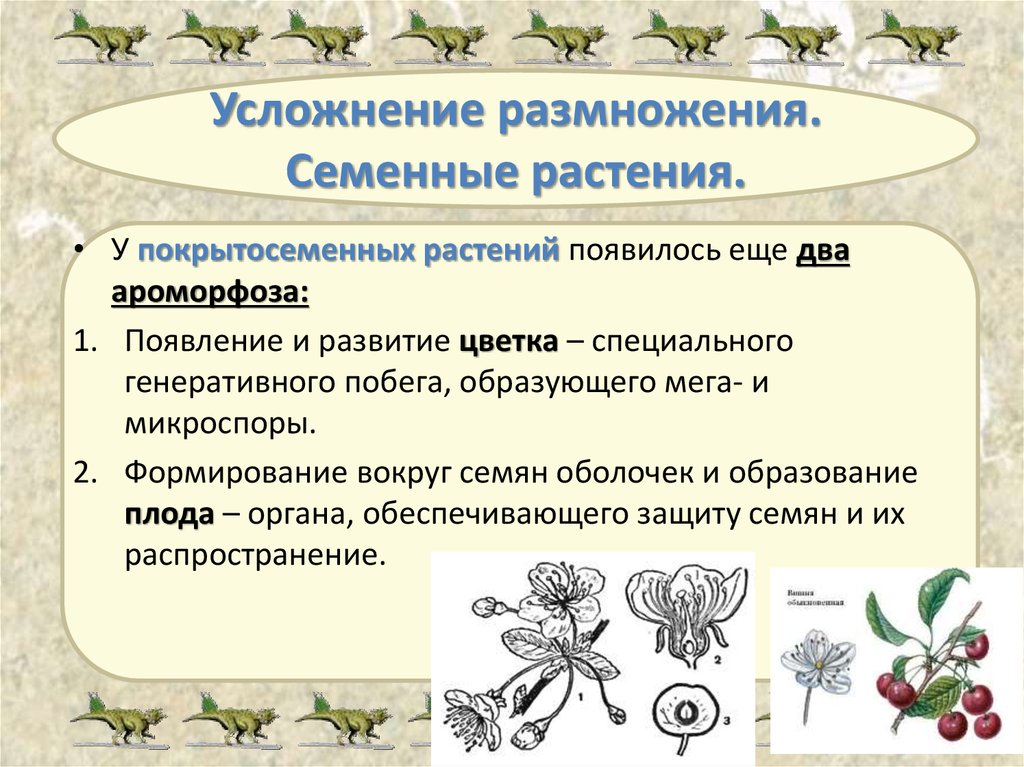 Эволюция цветка покрытосеменных. Размножение растений. Особенности размножения семенных растений. Семенное размножение покрытосеменных растений. Характеристики семенного размножения растений.