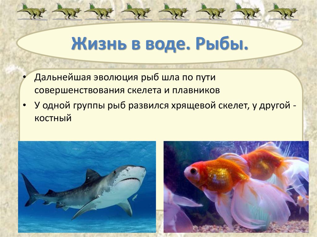 Особенности происхождения рыб. Эволюция рыб. Происхождение рыб. Эволюция до рыб. Эволюция рыб картинка.