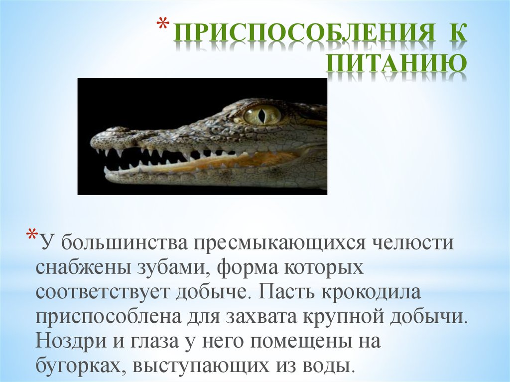 Приспособленность рептилий к жизни на суше. Приспособления крокодила к питанию. Крокодил приспособление к среде обитания. Приспособления рептилий. Приспособления пресмыкающихся.