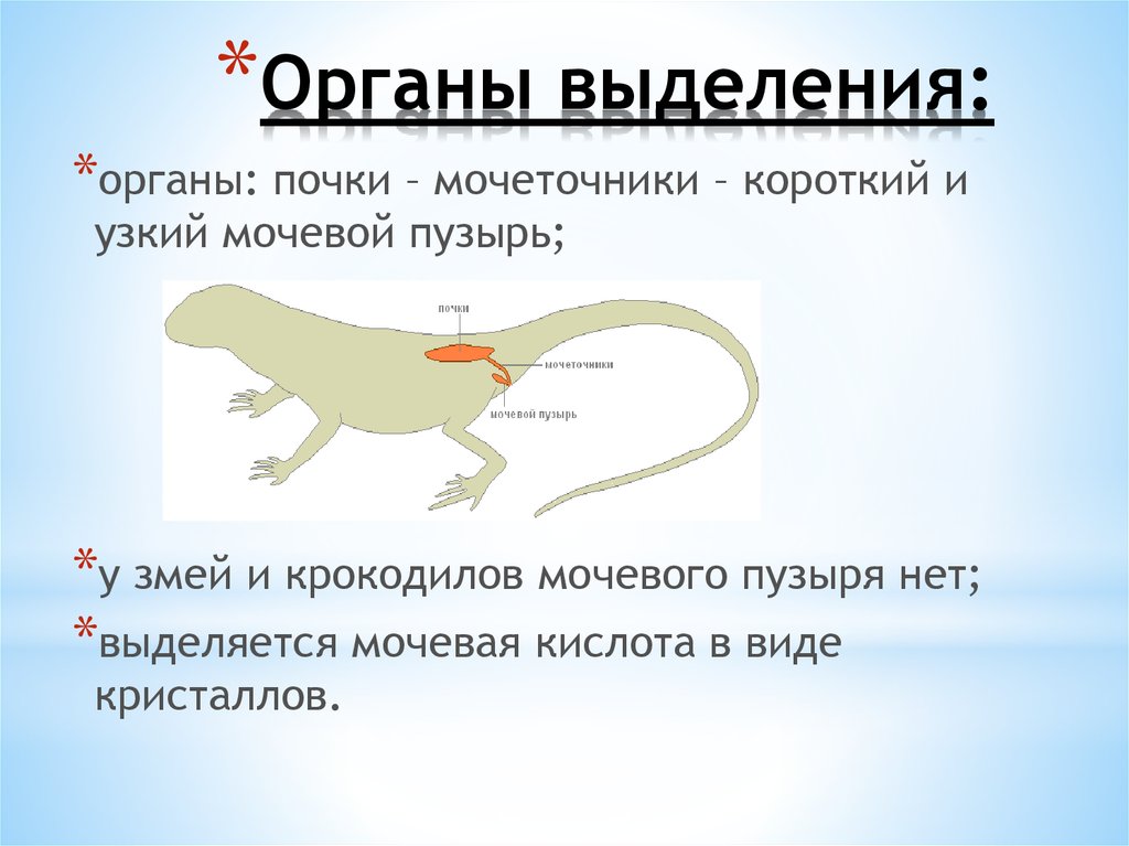 Выделение биология. Выделительная система хордовых. Выделение у позвоночных животных. Выделительная система хордовых животных. Пресмыкающиеся органы выделения.