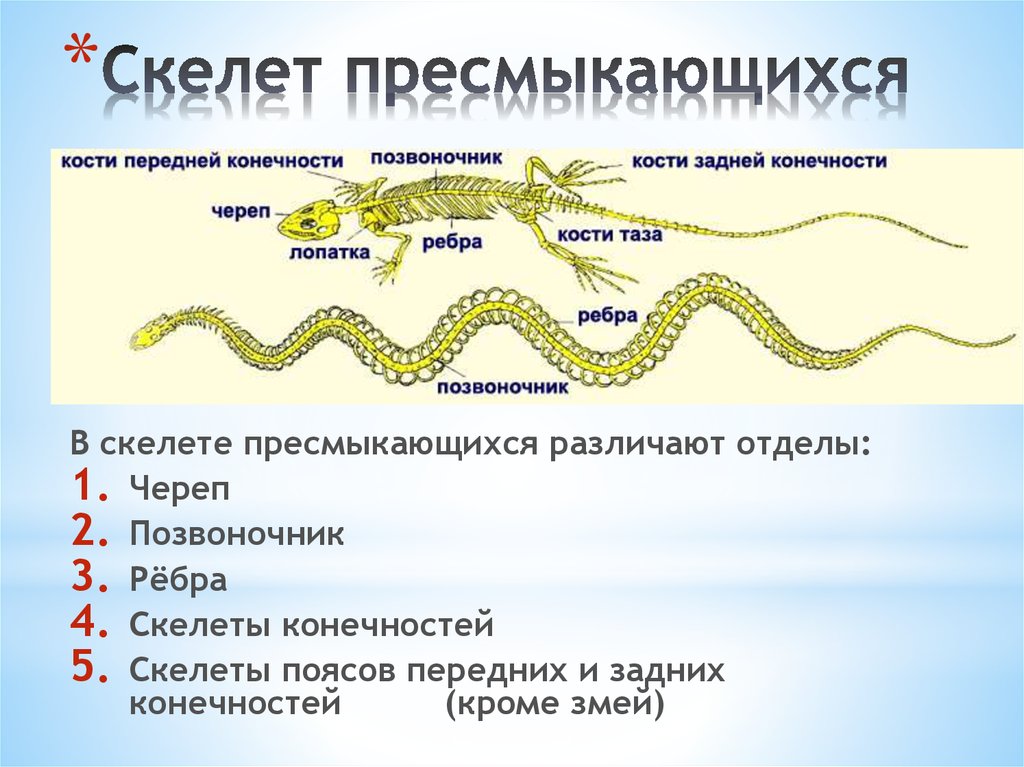 Выберите признаки характеризующие прогрессивное развитие рептилий