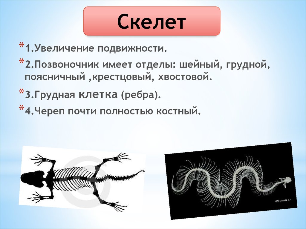 Амниоты это в биологии. 7-10 Шейных позвонков у пресмыкающихся. Как увеличить укелет. Животные не имеющие позвон змея. Как увеличить скелет.