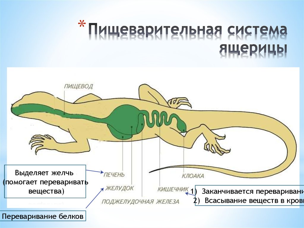 Схема рептилий