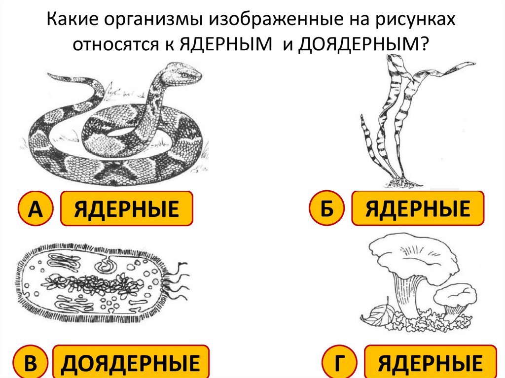 Какие организмы ядерные а какие доядерные