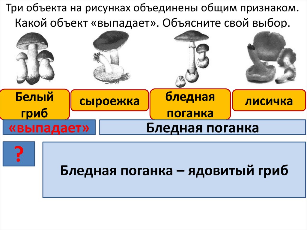 Какой признак объединяет