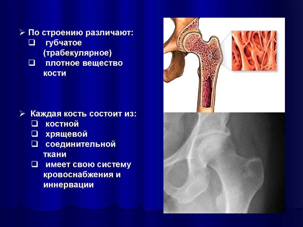 Что находится в губчатом веществе кости. Костно трабекулярная структура. Трабекулярная структура кости. Трабекулярная костная ткань. Трабекулярное строение кости.