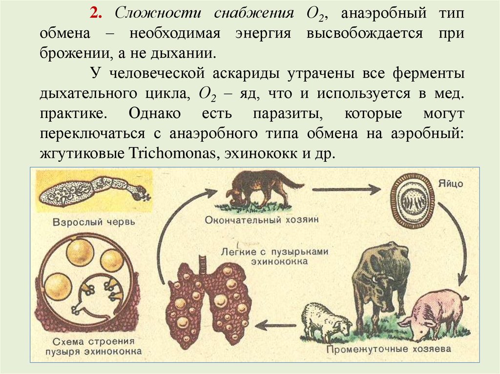 Можно ли считать человека промежуточным хозяином аскариды. Промежуточные хозяева паразитических червей. Echinococcus granulosus промежуточный хозяин. Цикл размножения эхинококка. Эхинококк жизненный цикл.