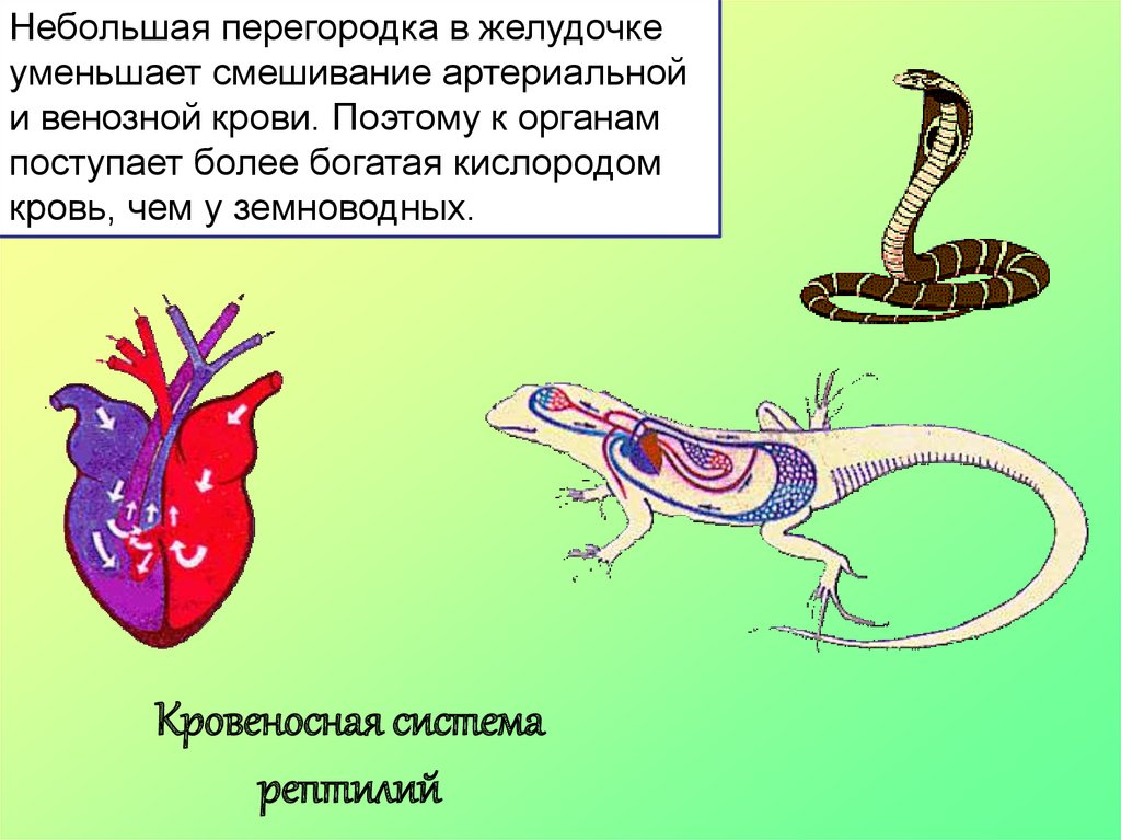 В желудочке земноводных находится. Артериальная кровь у земноводных. Кровеносная система пресмыкающихся. Кровеносная система рептилий. Кровь у пресмыкающихся.