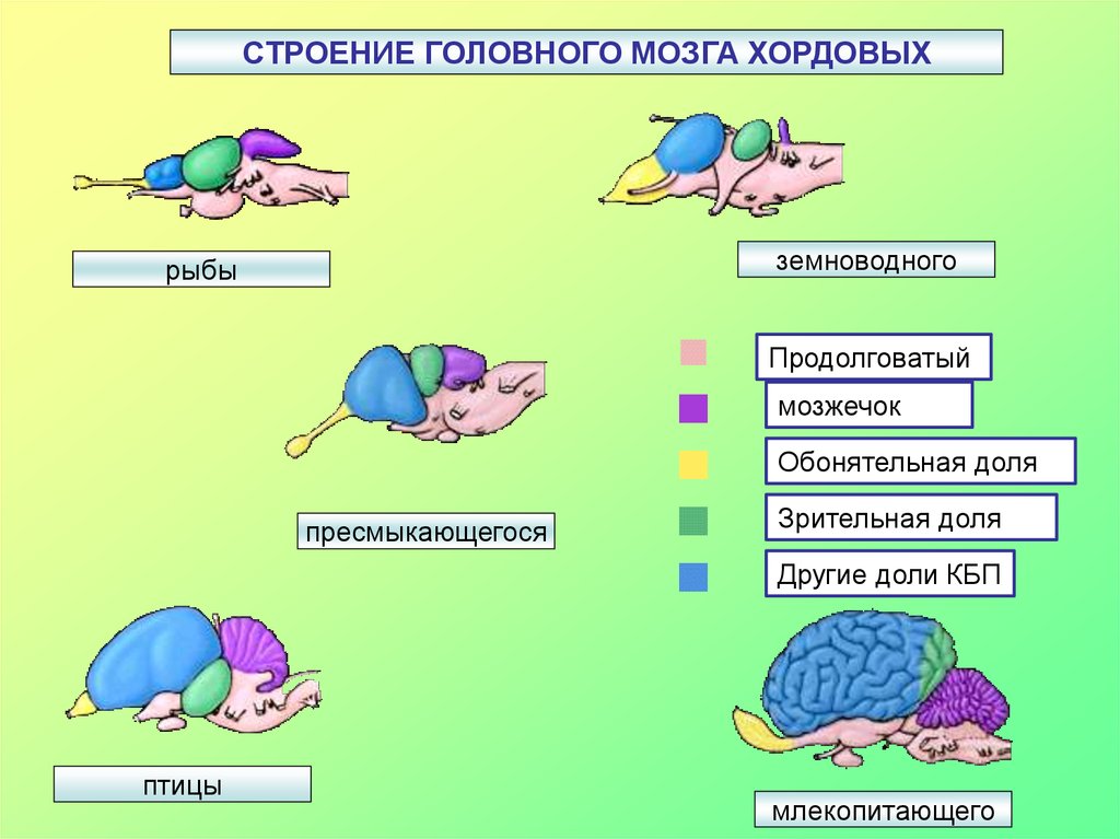 Мозг амфибий и рептилий. Строени егловного мозга хордовых. Головной мозг рыбы птиц млекопитающих. Строение головного мозга животных. Отделы головного мозга позвоночных.