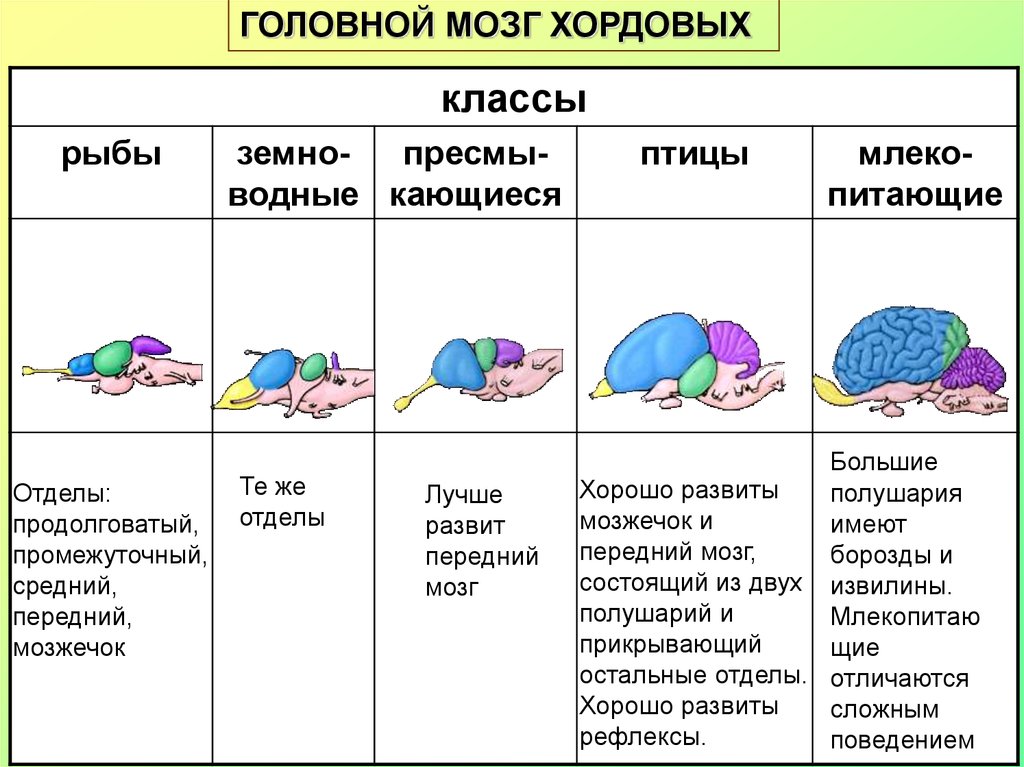 Сравнительная таблица пресмыкающихся и млекопитающих. Таблица сравнения строение головного мозга позвоночных. Сравнение головного мозга хордовых животных. Сравнение головного мозга хордовых таблица. Эволюция головного мозга хордовых таблица.