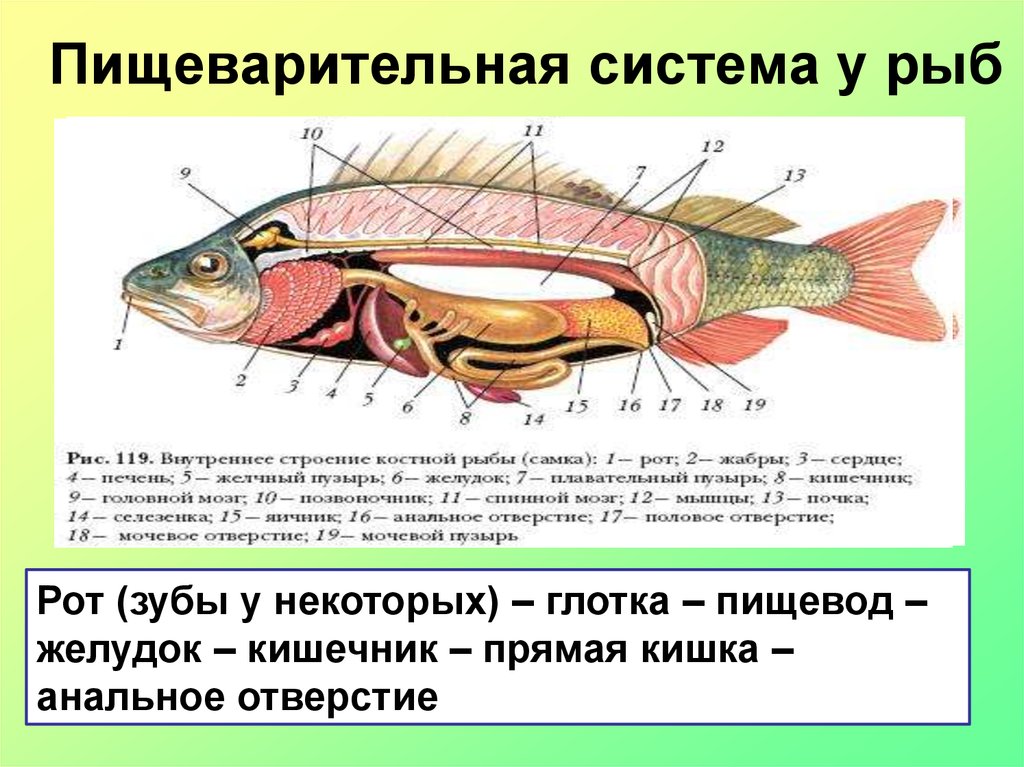 Строение и функции рыб