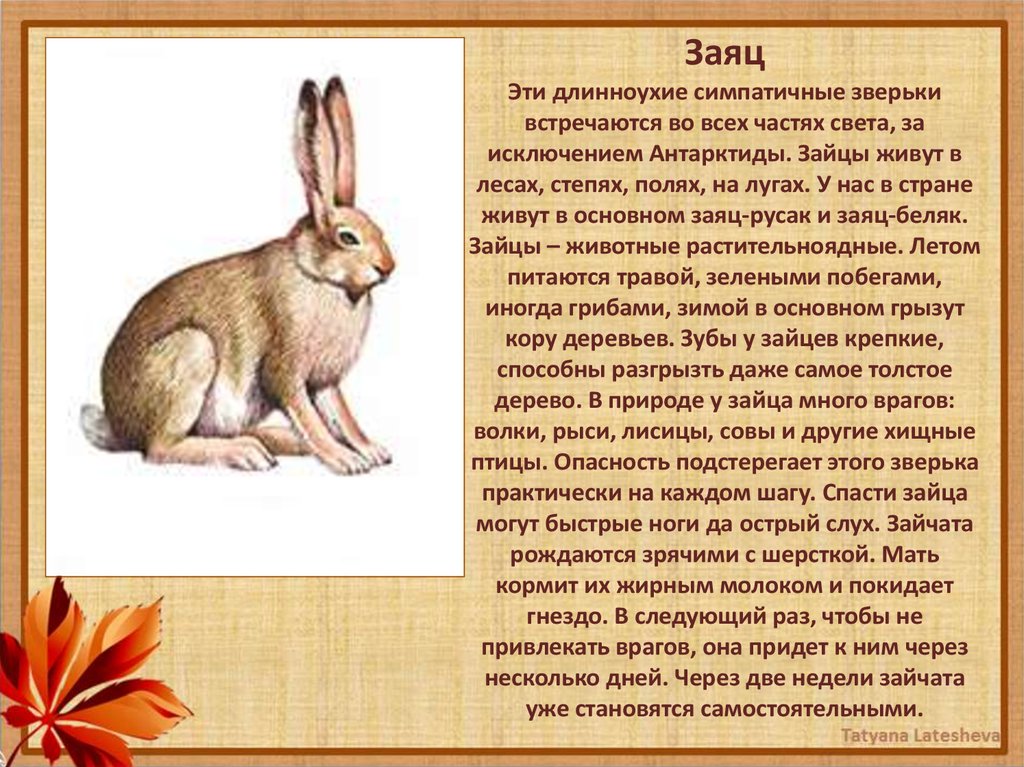 Заяц описание для детей. Описание зайца. Заяц живет. Заяц описание животного. Длинноухий заяц.