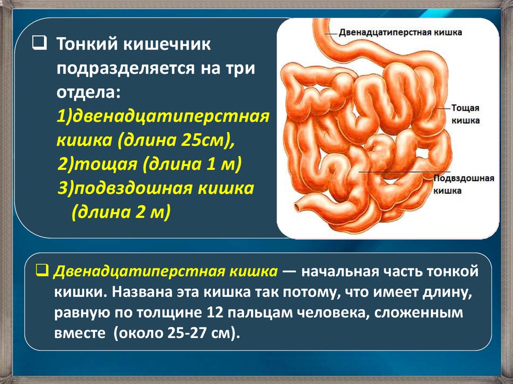 Кишки признаки. Функции тонкого кишечника и двенадцатиперстной кишки. Тонкая кишка анатомия функции. 3 Отдела тонкого кишечника.