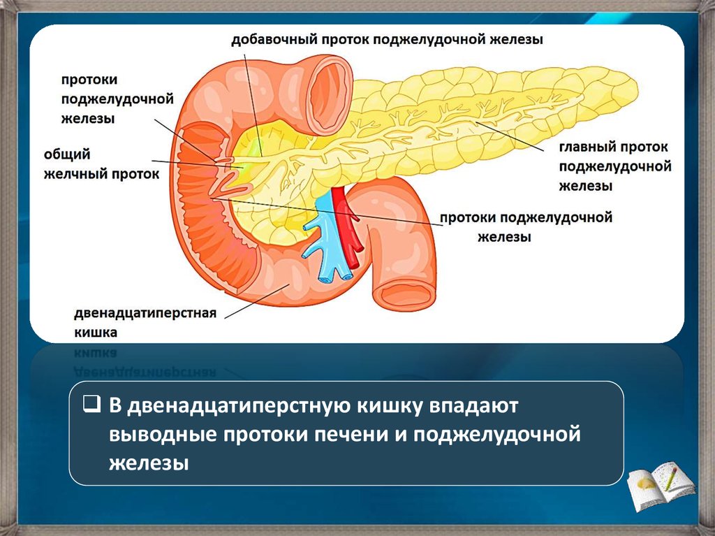 В двенадцатиперстную кишку открываются протоки печени. Протоковая система поджелудочной железы. Строение протоковой системы поджелудочной железы. Главный выводной проток поджелудочной железы. Санториниев проток поджелудочной железы.