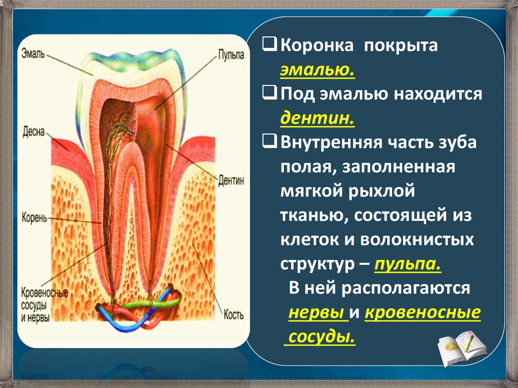 Какую функцию выполняет шейка зуба. Мягкая ткань зуба эмаль дентин пульпа. Коронка зуба покрыта эмалью. Дентин коронки зуба снаружи покрыт. Ткань, покрывающая коронковую часть зуба.